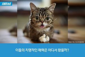 이들의 치명적인 매력은 어디서 왔을까?