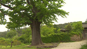 관광자원 가능성 무궁무진&hellip;'전설의 보호수' 주목