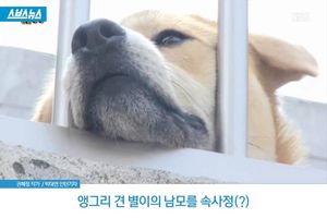 봤다 하면 으르렁&hellip;앵그리견의 남모를 속사정