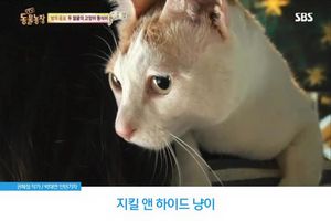"밤마다 습격당해요"&hellip;'두 얼굴'의 고양이