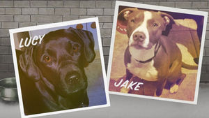 [월드리포트] 서민 등골 빼는 애완견 재판…1천만 원 안 내면 '안락사'