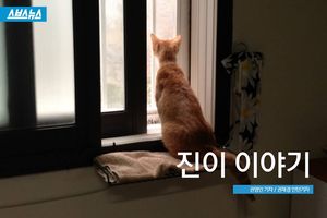 다리에 철심 박은 고양이&hellip;'진이' 이야기
