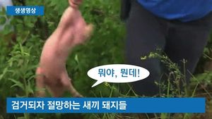 [생생영상] 도로 한복판서 새끼 돼지 탈출 소동&hellip;황당한 소방대원