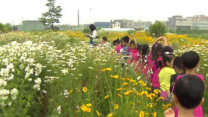 [수도권] 6년 만에 돌아온 '심학산 돌곶이 꽃축제'