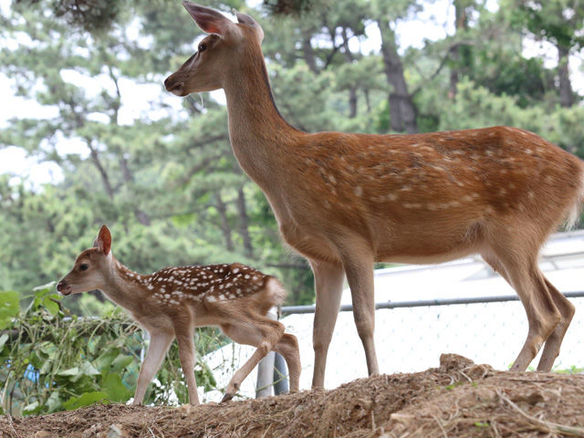 메인이미지  4 : 지난 18일 새벽 부산에 있는 한국해양대 캠퍼스 사육장에서 태어난 새끼 꽃사슴이 어미와 함께 거닐고 있다. 박한일 총장이 2013년 10월 기증한 꽃사슴 6마리(수컷 1마리, 암컷 5마리) 사이에서 태어났다. < 한국해양대 >  (부산=연합뉴스) 