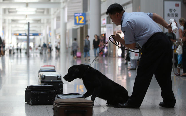 메인이미지  5 : 23일 오전 인천국제공항 출국면세점 구역에서 인천공항세관 주최로 열린 '세계 마약퇴치의 날(매년 6월 26일)' 기념행사에서 마약탐지견이 여행가방에 숨겨진 마약을 찾아내는 시범을 하고 있다. (영종도=연합뉴스)