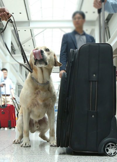 메인이미지  2 : 23일 오전 인천국제공항 출국면세점 구역에서 인천공항세관 주최로 열린 '세계 마약퇴치의 날(매년 6월 26일)' 기념행사에서 마약탐지견이 여행가방에 숨겨진 마약을 찾아내는 시범을 하고 있다. (영종도=연합뉴스)