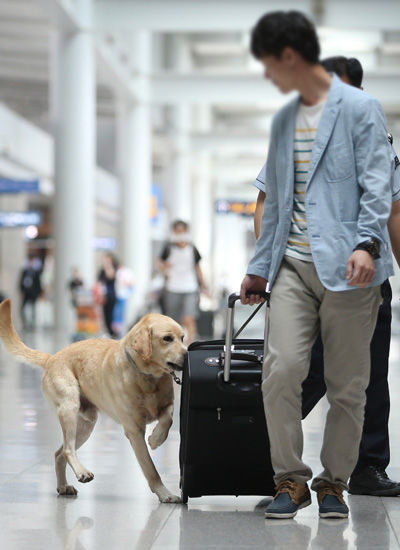 메인이미지  1 : 23일 오전 인천국제공항 출국면세점 구역에서 인천공항세관 주최로 열린 '세계 마약퇴치의 날(매년 6월 26일)' 기념행사에서 마약탐지견이 여행가방에 숨겨진 마약을 찾아내는 시범을 하고 있다. (영종도=연합뉴스)
