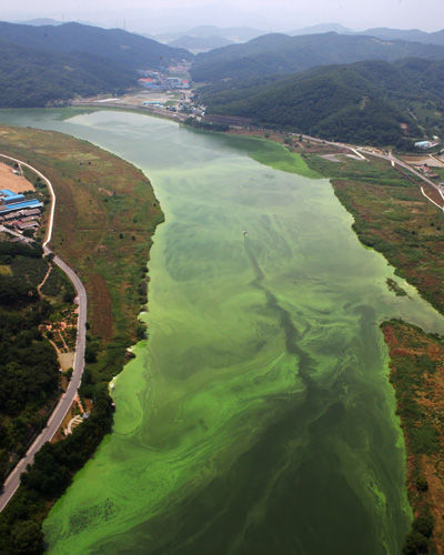 메인이미지  1 :  23일 오후 대구 달성군 구지면 낙동강 중류 도동나루터 인근 녹조띠가 선명하게 드러나 있다.  (대구=연합뉴스) 