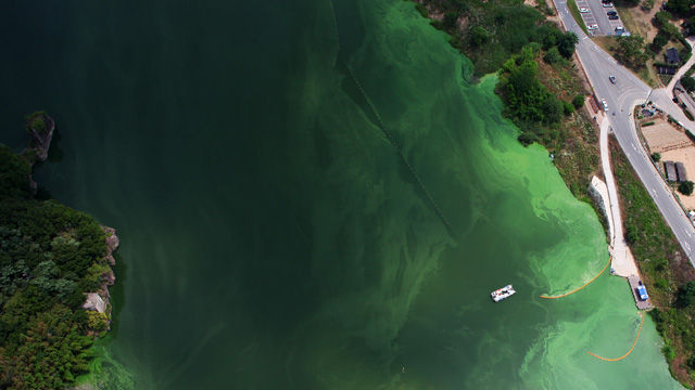 메인이미지  3 :  23일 오후 대구 달성군 구지면 낙동강 중류 도동나루터 인근에서 작업인력들이 녹조 응집제를 사용해 떠오른 녹조를 걷어내고 있다. (대구=연합뉴스) 