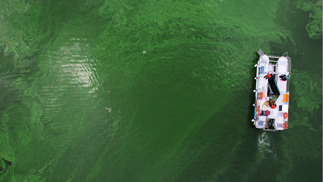 메인이미지  4 :  23일 오후 대구 달성군 구지면 낙동강 중류 도동나루터 인근에서 작업인력들이 녹조 응집제를 사용해 떠오른 녹조를 걷어내고 있다. (대구=연합뉴스) 