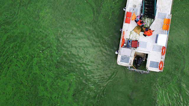 메인이미지  2 :  23일 오후 대구 달성군 구지면 낙동강 중류 도동나루터 인근에서 작업인력들이 녹조 응집제를 사용해 떠오른 녹조를 걷어내고 있다. (대구=연합뉴스) 