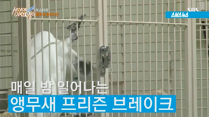 앵무새판 프리즌 브레이크