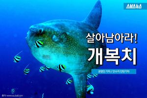 죽는 이유도 '가지가지'&hellip;너무 예민한 개복치