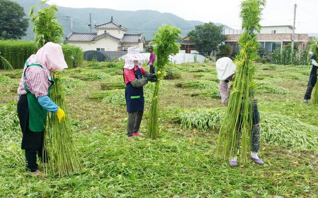 메인이미지  2 :  경북 안동시 임하면 금소리에서 농민들이 안동포의 원료 대마(삼)를 수확하고 있다. <경북 안동시> (안동=연합뉴스)