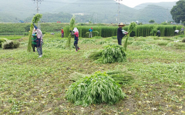 메인이미지  4 :  경북 안동시 임하면 금소리에서 농민들이 안동포의 원료 대마(삼)를 수확하고 있다. <경북 안동시> (안동=연합뉴스)