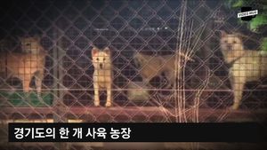 [비디오머그] 동족까지 뜯어먹다니&hellip;잔혹한 개농장 포착