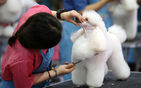 섬네일이미지  3:26일 오후 서울 양재동 aT센터에서 열린 '제57회 한국애견연맹 애견미용사 자격검정 및 컨테스트'에서 참가자가 개의 털을 다듬고 있다. (서울=연합뉴스)