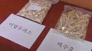 '가짜 백수오 논란' 네츄럴엔도텍 무혐의 처분