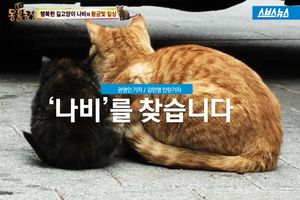종로를 주름잡던 길고양이 '나비'를 찾습니다