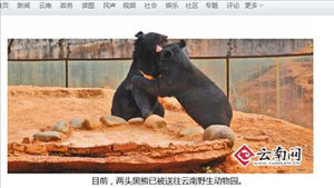 중국 농민 2년간 키운 '강아지' 한 쌍&hellip;알고보니 흑곰
