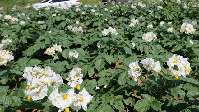메인이미지  4 : 2일 강원 평창군 대관령 지역의 감자밭에 가뭄을 이겨낸 감자가 꽃을 활짝 피워 눈길을 끌고 있다. (평창=연합뉴스)