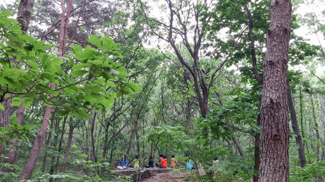 메인이미지  1 : 30년 동안 일반에 공개되지 않았던 서울대공원 내 5만㎡ 숲이 '산림치유숲'으로 변신해 시민들에게 개방된다. 서울대공원은 숲은 물론 청계산 골짜기로부터 이어지는 계곡과 약 10m 높이의 천연폭포까지 자연환경이 잘 보존된 숲을 각종 스트레스가 많은 도시민의 치유공간으로 13일부터 문을 연다고 8일 소개했다. (서울=연합뉴스)