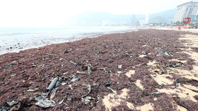 메인이미지  1 :  14일 부산 해운대구 송정해수욕장에 100t이 넘는 해초가 떠밀려와 해변가를 뒤덮고 있다. 해운대구는 제9호 태풍 찬홈이 지나면서 수중에 있던 해초가 해안가로 밀려온 것으로 추정했다. (부산=연합뉴스)