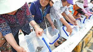 제주 고급어종 참조기 방류 체험행사 열려