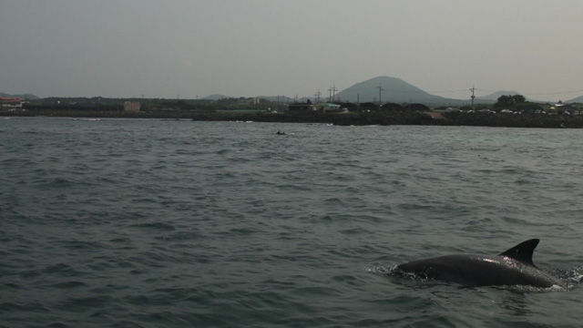 메인이미지  3 :  서울대공원은 15일 오후 제주도 김녕 앞바다에서 2년전 방류한 제돌이를 발견했다고 밝혔다. 사진은 제돌이가 무리 속에 힘차게 헤엄치는 모습.