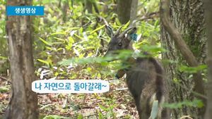 [생생영상] 오대산 품에 안긴 산양들&hellip;첫발 내딛는 순간