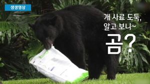 [생생영상] 개 사료 훔쳐 먹고 '쿨쿨'&hellip;딱 걸린 야생 곰