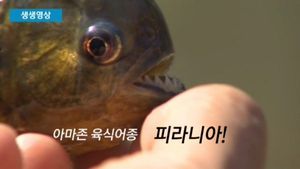 [생생영상] "1마리 3만 원"&hellip;'식인 물고기' 거래 현장 포착