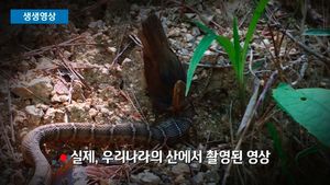 [생생영상] 순식간에 집어삼킨 새&hellip;휴가철 '공포의 뱀' 주의보