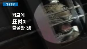 [생생영상] 학교에 출몰한 표범&hellip;아수라장 된 현장