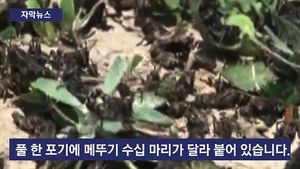[자막뉴스] 풀에 다닥다닥 붙은 메뚜기&hellip;폐허로 변한 초원