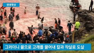 [생생영상] 수백 년간 핏빛 바다&hellip;섬뜩한 고래 사냥 축제