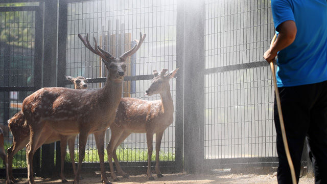 메인이미지  3 : 울산지역에 닷새째 폭염경보가 발령된 31일 울산대공원 동물원의 꽃사슴 가족이 샤워를 하고 있다. (울산=연합뉴스)