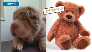 [생생영상] 인형? 강아지?&hellip;SNS 스타 된 '톤키'