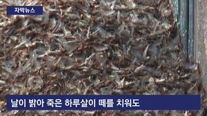 [자막뉴스] 하루살이떼 최악 습격&hellip;교통사고까지 유발