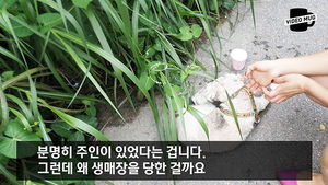 [비디오머그] 포대에 싸여 생매장된 애완견