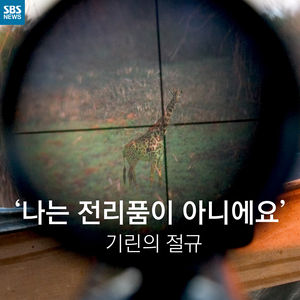 [카드뉴스] '나는 전리품이 아니에요' 기린의 절규