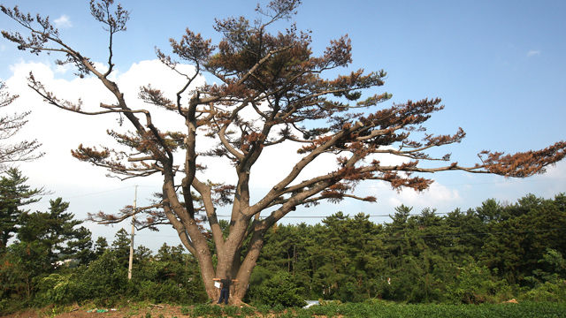 메인이미지  3 : 6일 제주시 해안동에 있는 제주에서 흉고둘레(가슴높이 둘레)와 수관폭(나무와 가지, 잎이 달려 있는 부분의 폭)이 가장 큰 해송(고유번호 13-1-14-29)이 완전히 고사한 것으로 확인됐다. 수령이 200년인 이 해송은 높이 12ｍ, 흉고둘레가 8.2ｍ, 수관폭 29ｍ에 이른다. 해당 소나무는 지난해 10월께 소나무재선충병에 걸린 것으로 확인됐다.