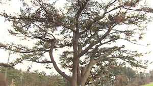 제주도 최대 소나무, 재선충병에 끝내 고사