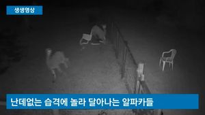 [생생영상] 한밤중 '의자 공격'&hellip;괴한에 꼼짝없이 당한 알파카