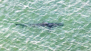 [월드리포트] 日 '상어 출몰 소동'&hellip;뜨거운 바다가 상어 불렀다