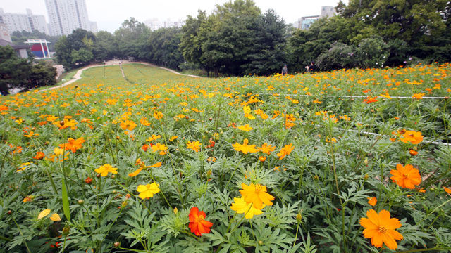 메인이미지  7 : 무더위가 한풀 꺾인 16일 서울 송파구 올림픽공원에 황화 코스모스가 활짝 펴 눈길을 끌고 있다.