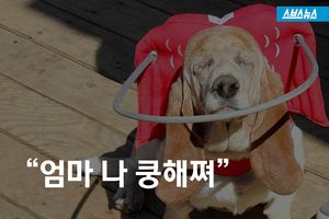 '시력 장애견에게 희망을'&hellip;보조 장치 만든 주인