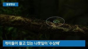 [생생영상] '도와줘요'&hellip;개미떼가 든 수상한 나뭇잎