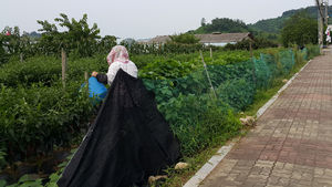 "농사일 손 놓고 있을 수는 없지요"